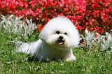 BICHON FRISE 633